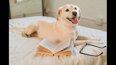 This dog is very smart. you won't believe what happened