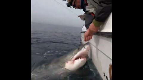 White Shark Trying to settle her down a little so I can pop the hook and tag.