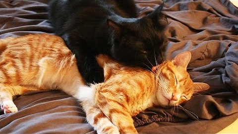 Cat Bromance xo