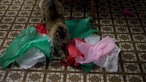 Leia Sliding Into Tissue Paper