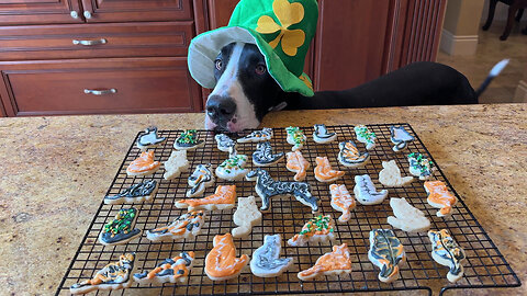 St Patrick’s Day: Great Dane Samples Decorated Cat Cookies