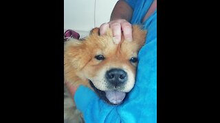 CHOW CHOW - Bath Time , South Africa