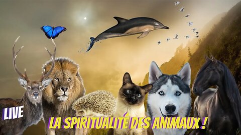 La spiritualité des animaux !