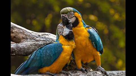 Beautiful Lovebird | Budgies and Cockatiel Birds