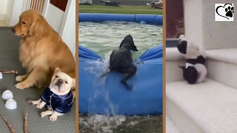 Funny Dogs Compilation | The most viral dogs 2023