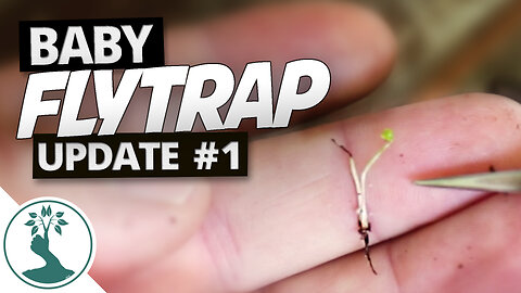 Tiny Venus Flytrap Update and Seed Packet Giveaway