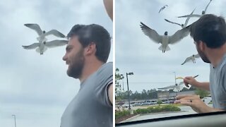 Husband instantly regrets feeding flock of seagulls