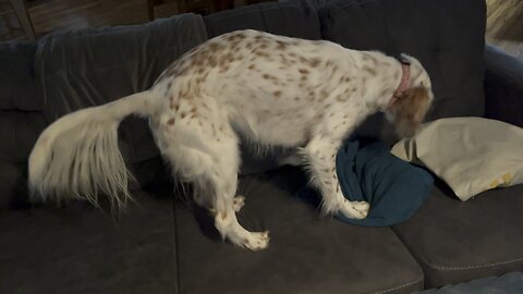 English Setter making her bed