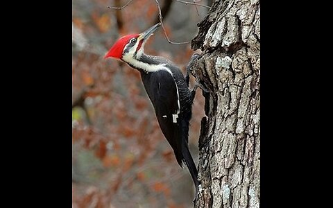 Nature - Pileated Woodpecker