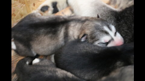 Malamute/Husky puppies [FIRST LITTER part 1] week of eating and sleeping