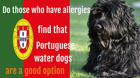 Do those who have allergies find that Portuguese water dogs are a good option?