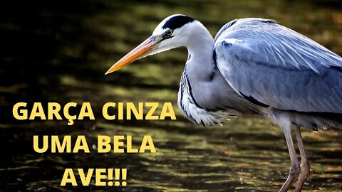 Mundo das Aves/ Garça Cinza!!!