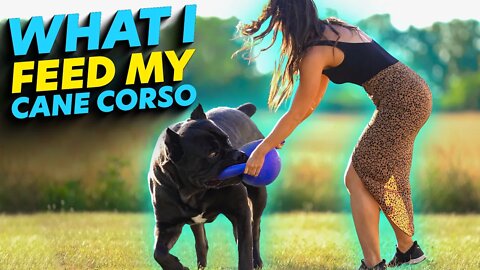 Cane Corso RAW Diet