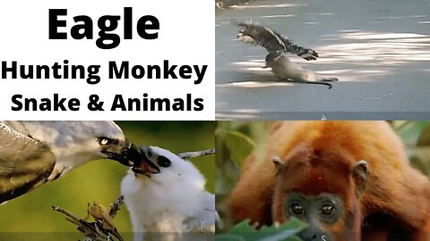 Top Eagle Hunting Monkey-Most Amazing Moments Of Wild Animals2022@Big Animals