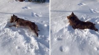 Winter-loving Dog Can't Stop Rolling In The Snow