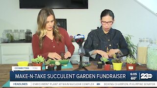 Make you own succulent garden for a good causee