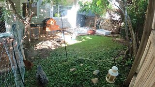 My Backyard Chickens - Episode 79