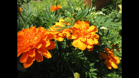 Positive Energy Orange Marigold