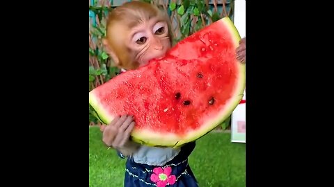 Cute monkey is eating watermelon 😱😱😱