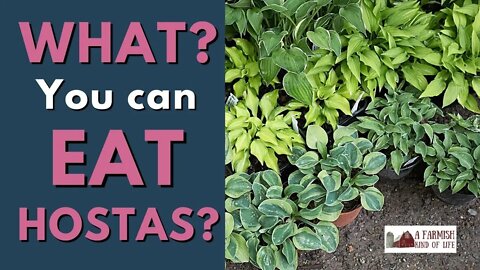 Can You Eat Hostas? | How to Eat Hostas | A Farmish Kind of Life