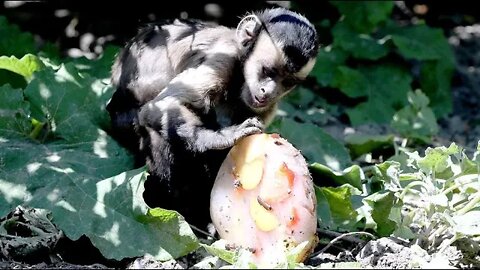 Životinje u zagrebačkom zoološkom vrtu dobile ledene poslastice