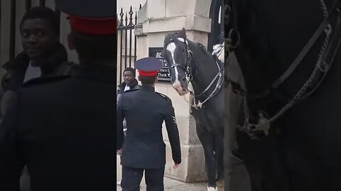 Horse strikes the bell rings #horseguardsparade