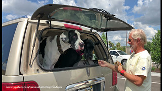 Great Danes Politely Enjoy Their First Junior Burger King Treat