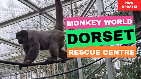Monkey World 2024 - Ape Rescue Centre Wool Dorset