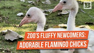 Denver Zoo Welcomes Nine Adorable Flamingo Chicks in Recent Hatchings