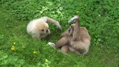 Gibbon father's heartwarming playtime with daughter