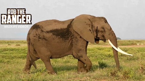 Amboseli Elephant Family Leaving The Swamps | Zebra Plains Safari