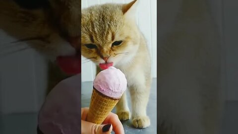 Funniest Cats 😹 - Don't try to hold back Laughter 😂 - Funny Cats Life #shorts #funny