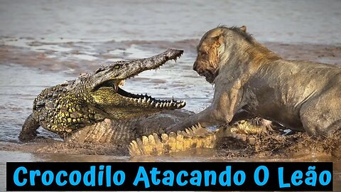 Quando O Crocodilo Ataca O Leão