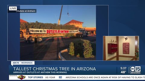 Arizona's tallest fresh Christmas tree to arrive in Anthem Friday