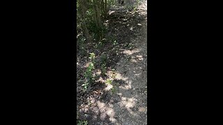 I WENT HERPING IN ROUND ROCK, AUSTIN TX (LOOKING FOR TEXAS ALLIGATOR LIZARD)!