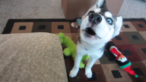 This Adorable Puppy Cannot Wait To Go Out For A Walk