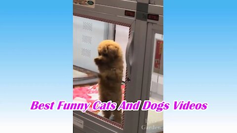 Best Funny Cats And Dogs Videos.