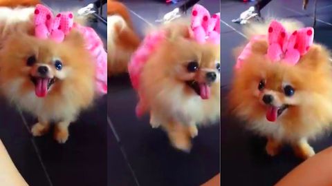 Pomeranian puppies playing so cute and lovely