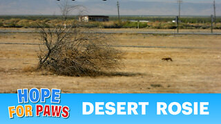 Rosie - rescued from the desert (By Eldad Hagar).