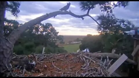 Great Horned Owls-Nestorations and Territorial Hoots 🦉 1/16/22 17:54