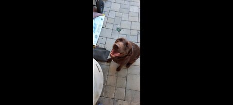 Labrador Chases Laser