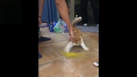 Funny Cat Video | Cat playing with Mop.