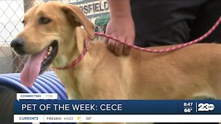 Pet of the week: Cece