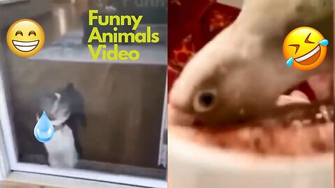 Funny Animals Videos 2023 😂🤣 Best Animals Videos Of The Month 😁 #9 #funny #funnyanimals #funnyvideo