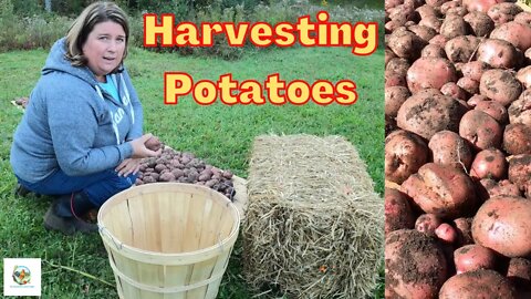 How To Harvest And Store Potatoes For Long Term Use