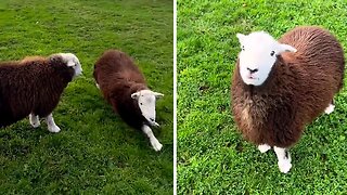 Adorable sheep shows off her bouncy energy