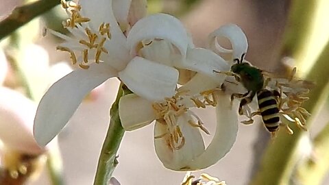 Sweat Bee..Agapostemon texanus