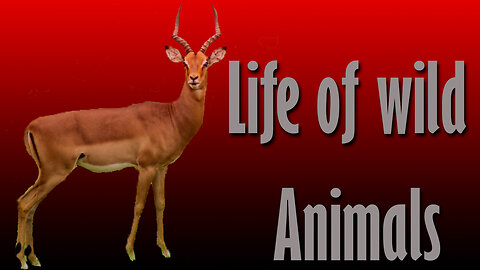 Life Of Wild Animals