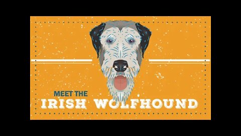 Irish Wolfhound | CKC Breed Facts & Profile