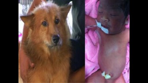 Dog saves baby from dump site in Thailand - TomoNews
